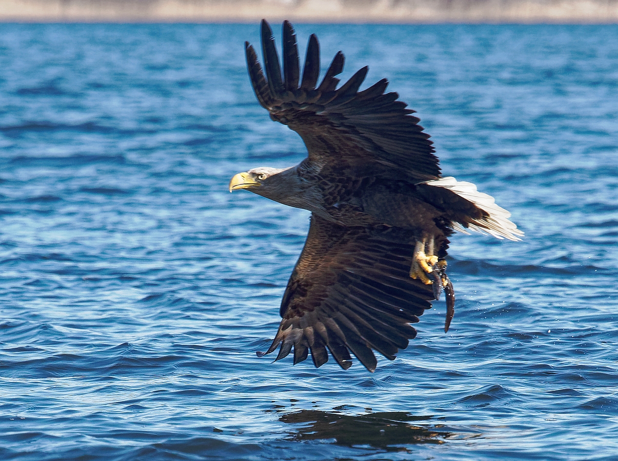 Seeadler mit Beute