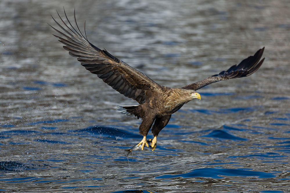 Seeadler mit Beute