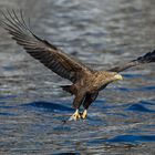 Seeadler mit Beute