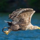 Seeadler mit Beute