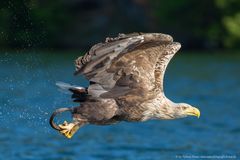 Seeadler mit Beute