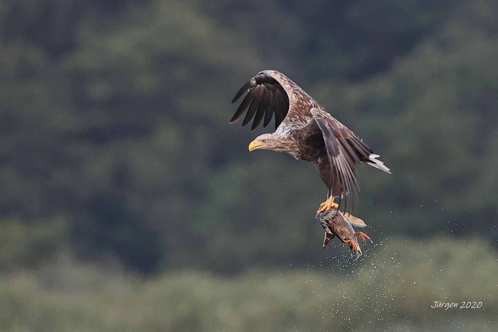 Seeadler mit Beute