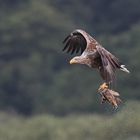 Seeadler mit Beute