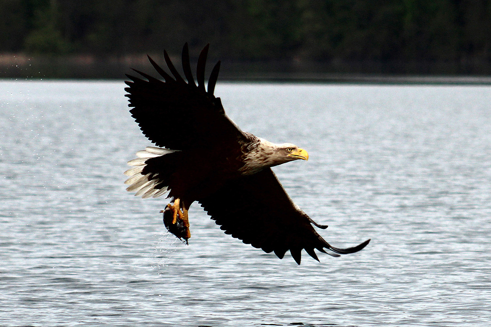 Seeadler mit Beute auf dem Weg zu seinem Horst