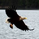 Seeadler mit Beute auf dem Weg zu seinem Horst