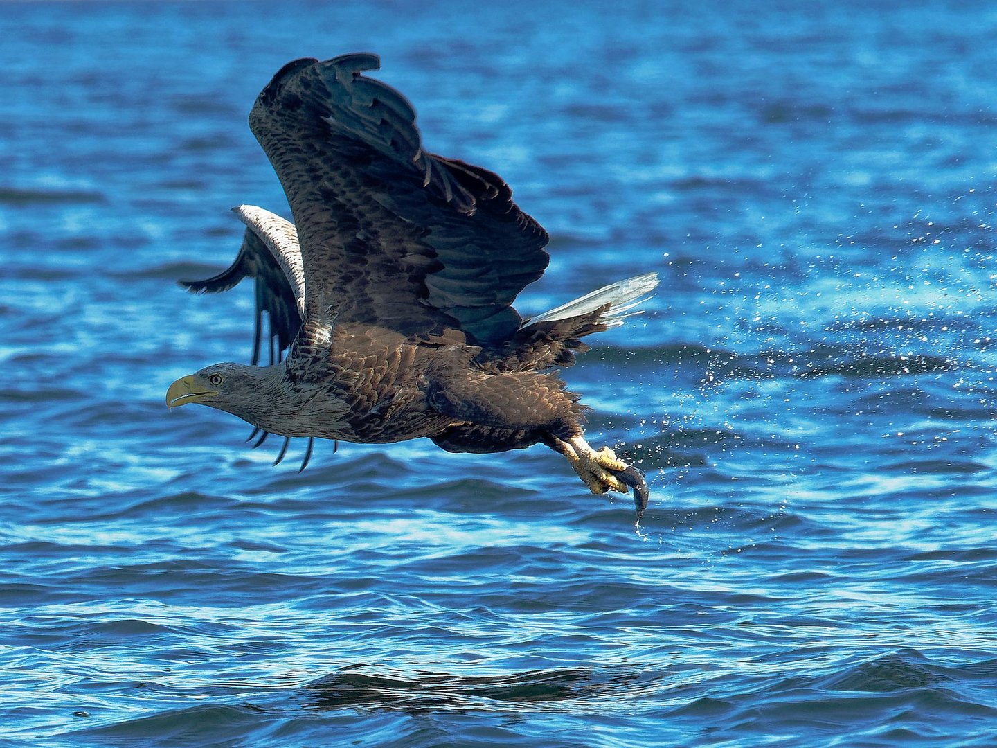 Seeadler mit Beute ...