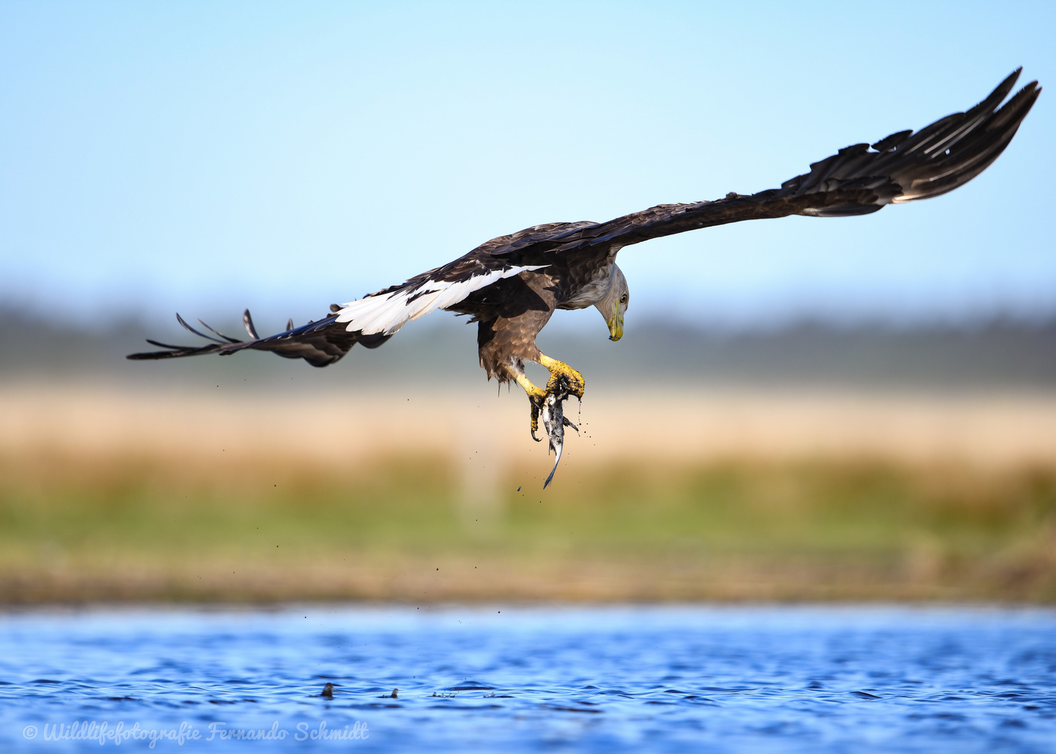 Seeadler mit beute