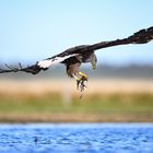 Seeadler mit beute