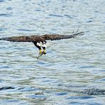 Seeadler mit Beute