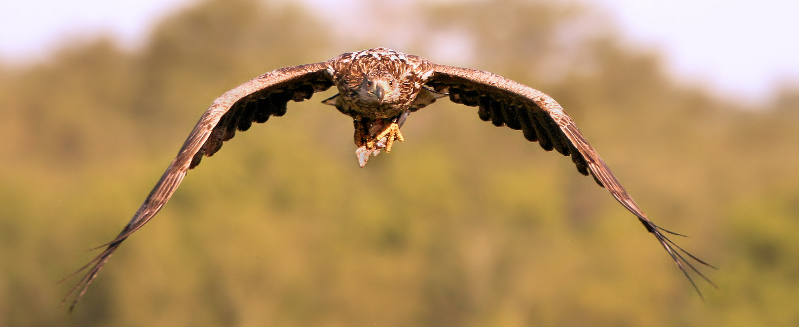 SEEADLER MIT BEUTE