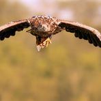 SEEADLER MIT BEUTE