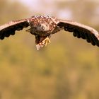 SEEADLER MIT BEUTE