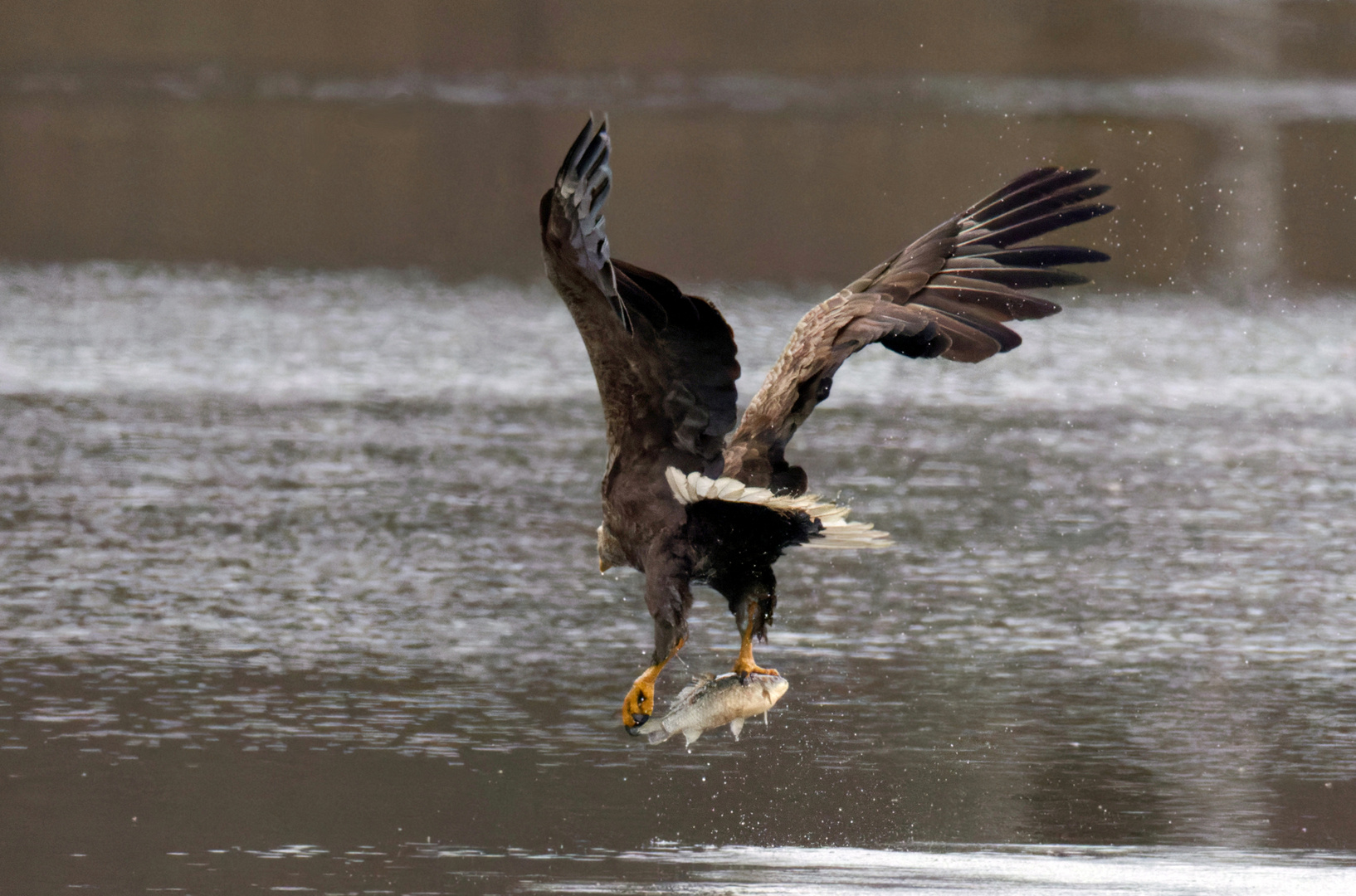  Seeadler mit Beute -  freigestrampelt -