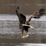  Seeadler mit Beute -  freigestrampelt -