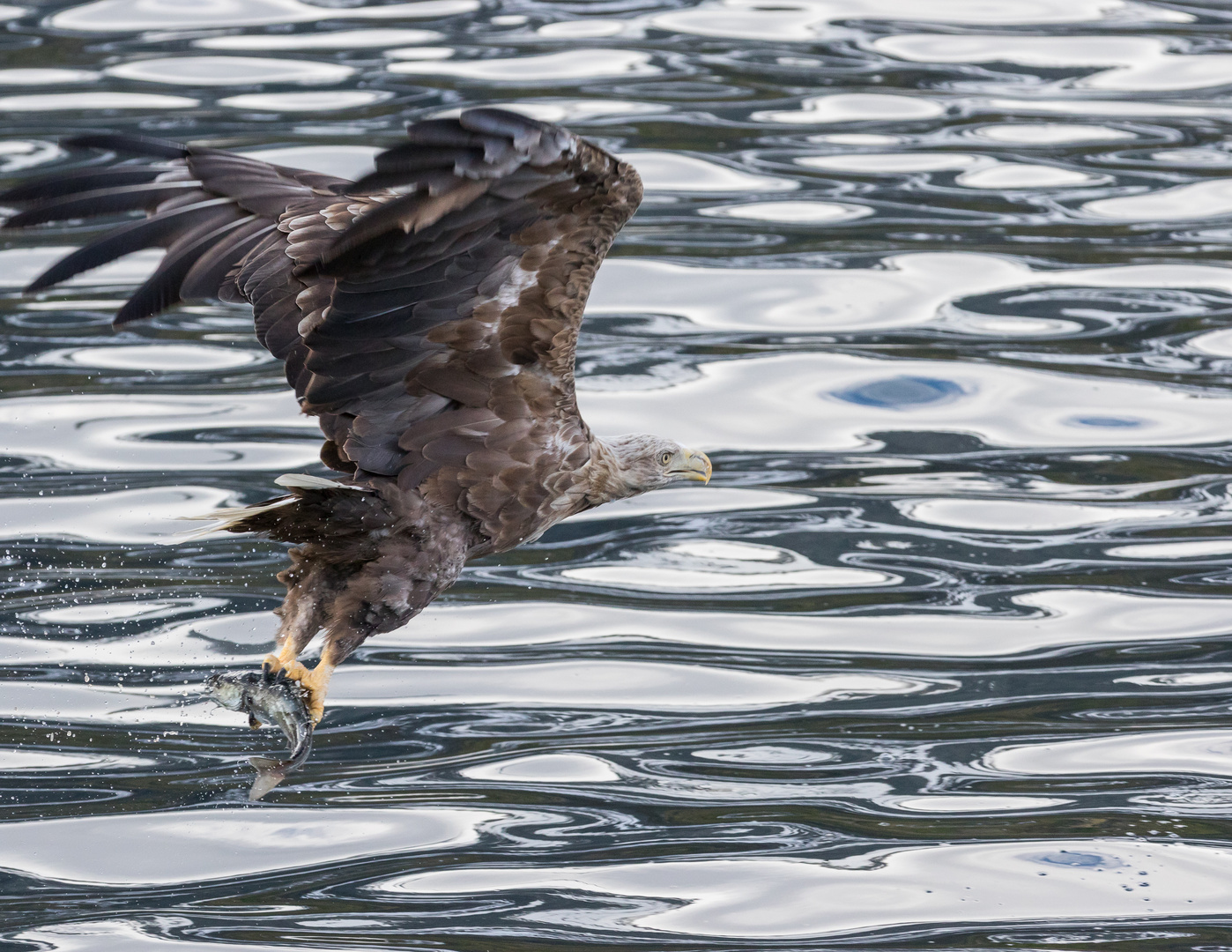 Seeadler mit Beute im Raftsund, Norwegen