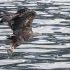 Seeadler mit Beute im Raftsund, Norwegen