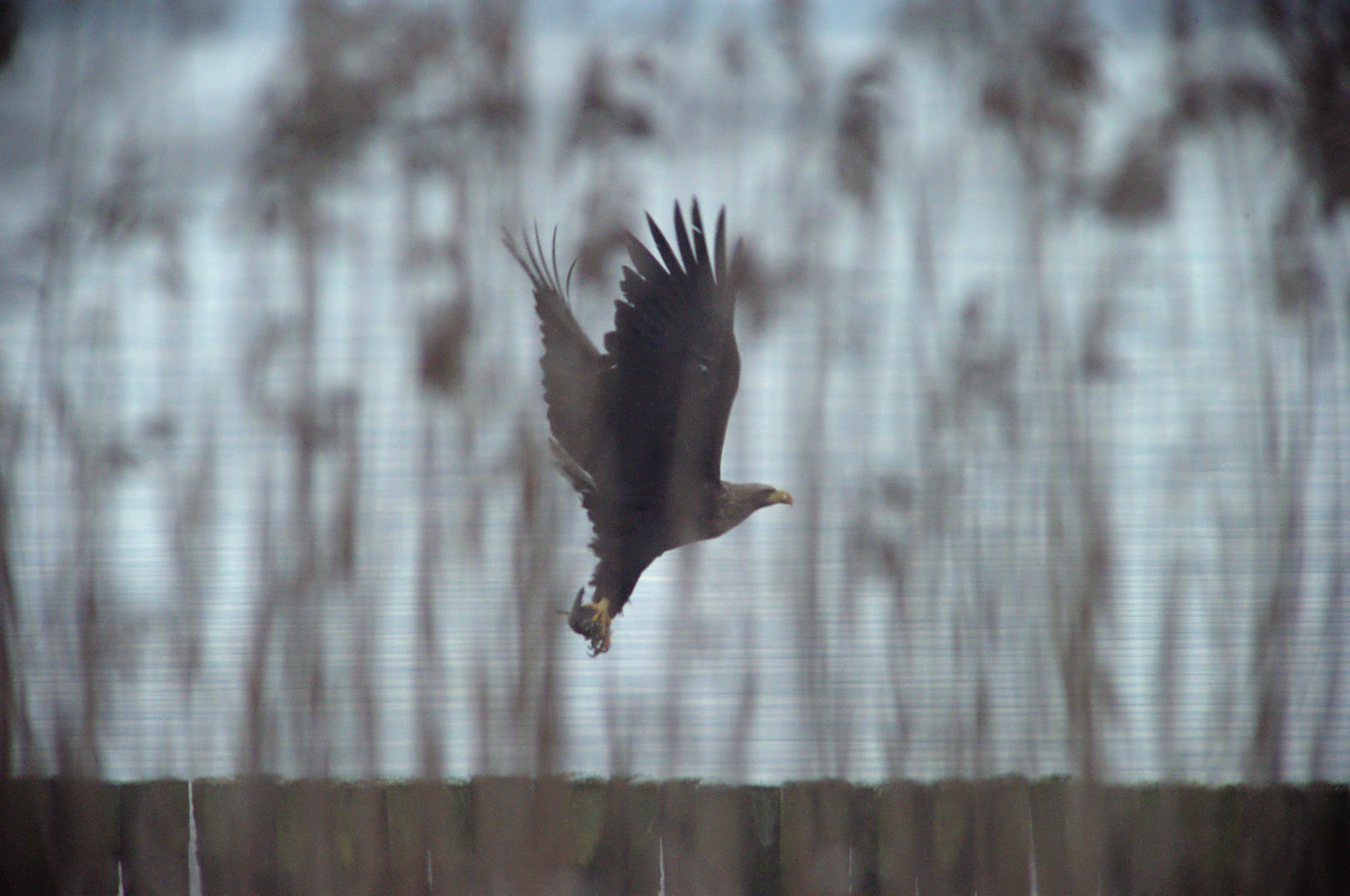 Seeadler mit Beutefisch