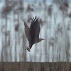 Seeadler mit Beutefisch