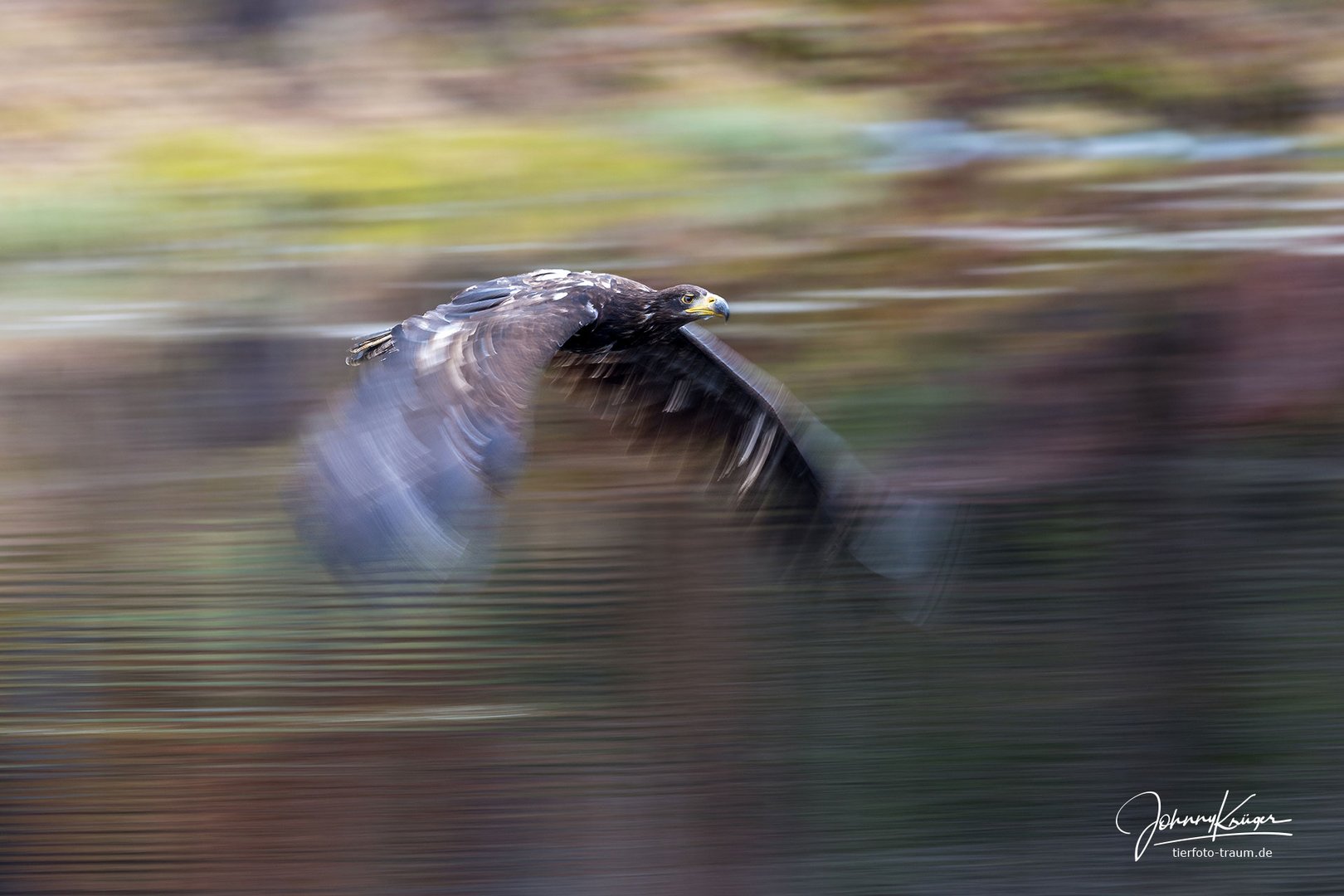 Seeadler mit Bewegungsunschärfe