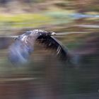 Seeadler mit Bewegungsunschärfe