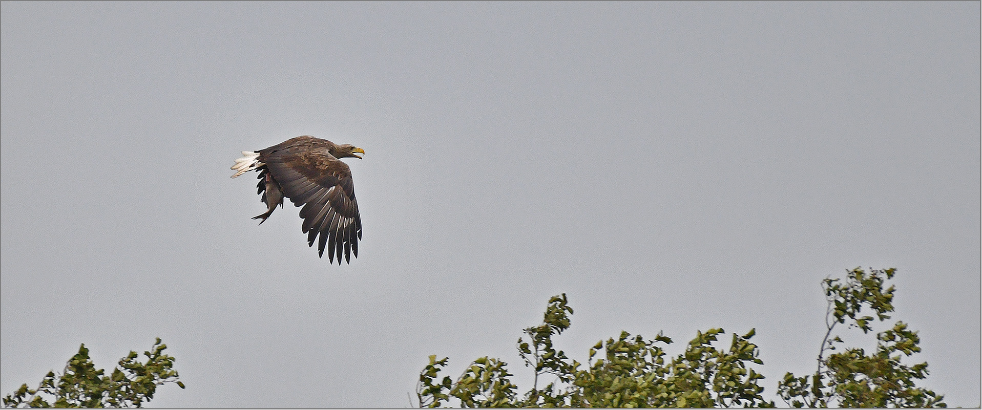 Seeadler mit Blei und Rückenwind   . . .