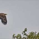 Seeadler mit Blei und Rückenwind   . . .