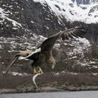 Seeadler mit dickem Fisch