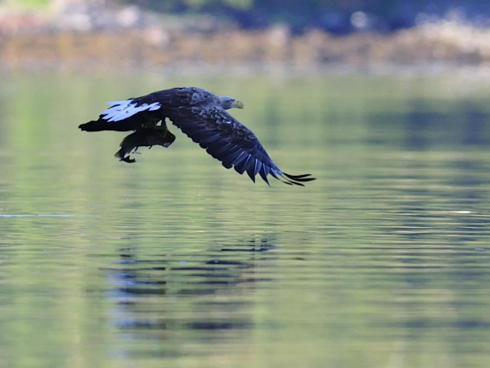 Seeadler mit Dorsch