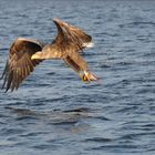 Seeadler mit erbeutetem Fisch