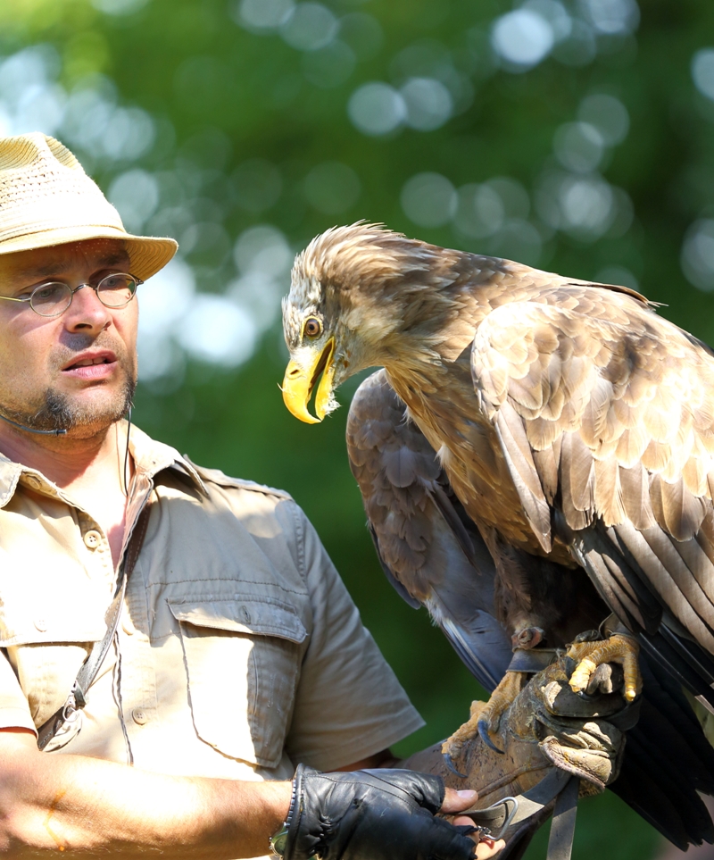 Seeadler mit Falkner