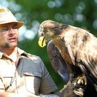 Seeadler mit Falkner