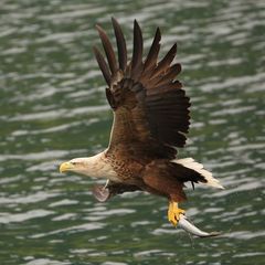 Seeadler mit Fang