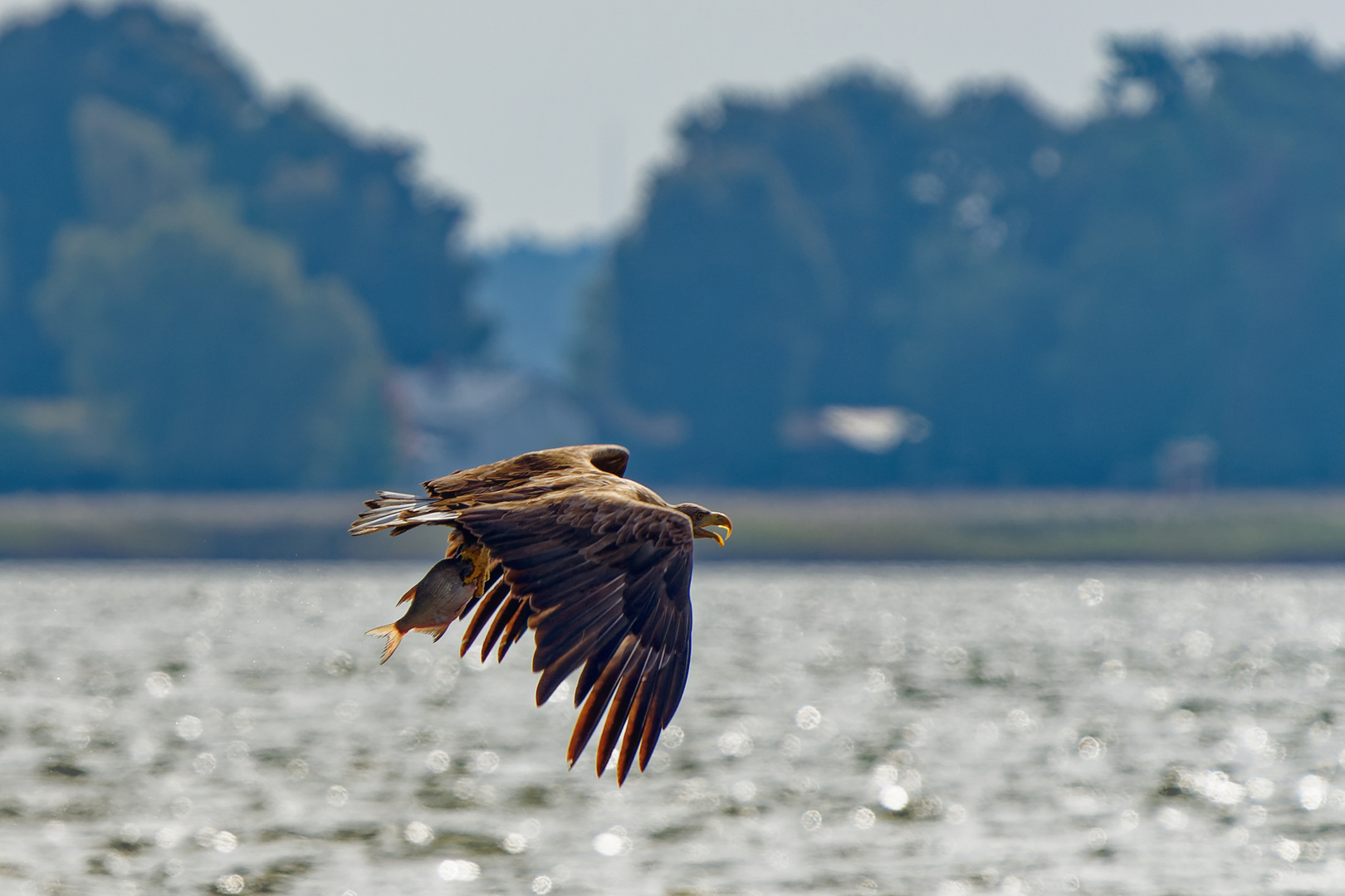 Seeadler mit Fisch 1