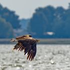 Seeadler mit Fisch 1