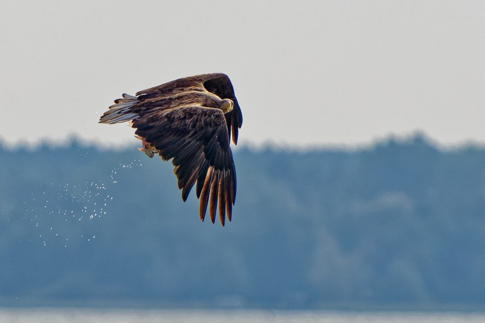 Seeadler mit Fisch 2