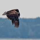 Seeadler mit Fisch 2