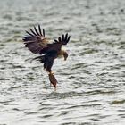 Seeadler mit Fisch