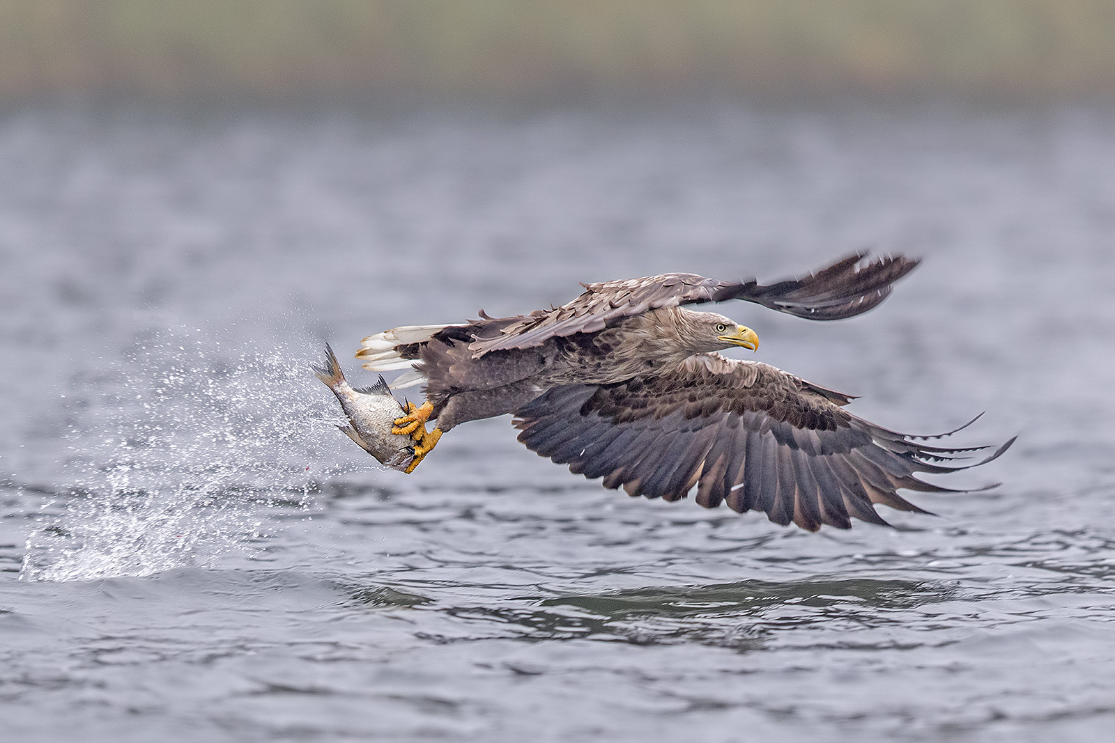 Seeadler mit Fisch