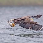 Seeadler mit Fisch