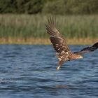 Seeadler mit Fisch