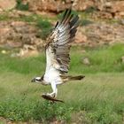 Seeadler mit Fisch auf Boa Vista