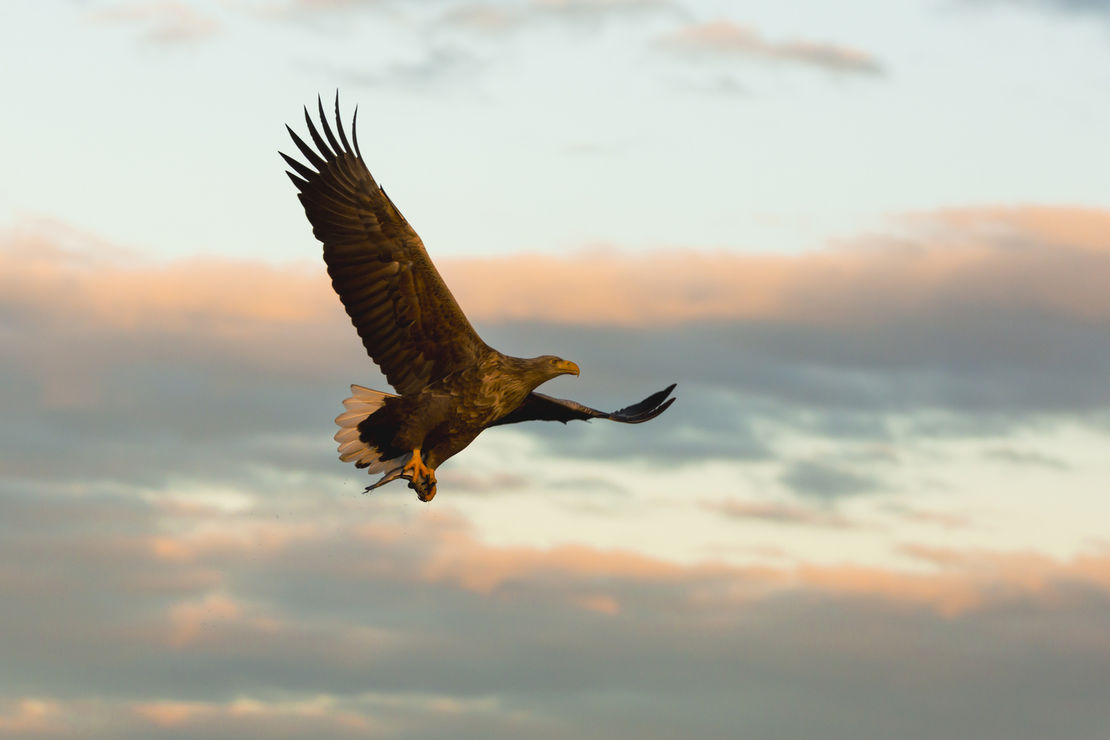 Seeadler mit Fisch ins Abendrot 