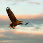 Seeadler mit Fisch ins Abendrot 