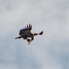 Seeadler mit Fisch3