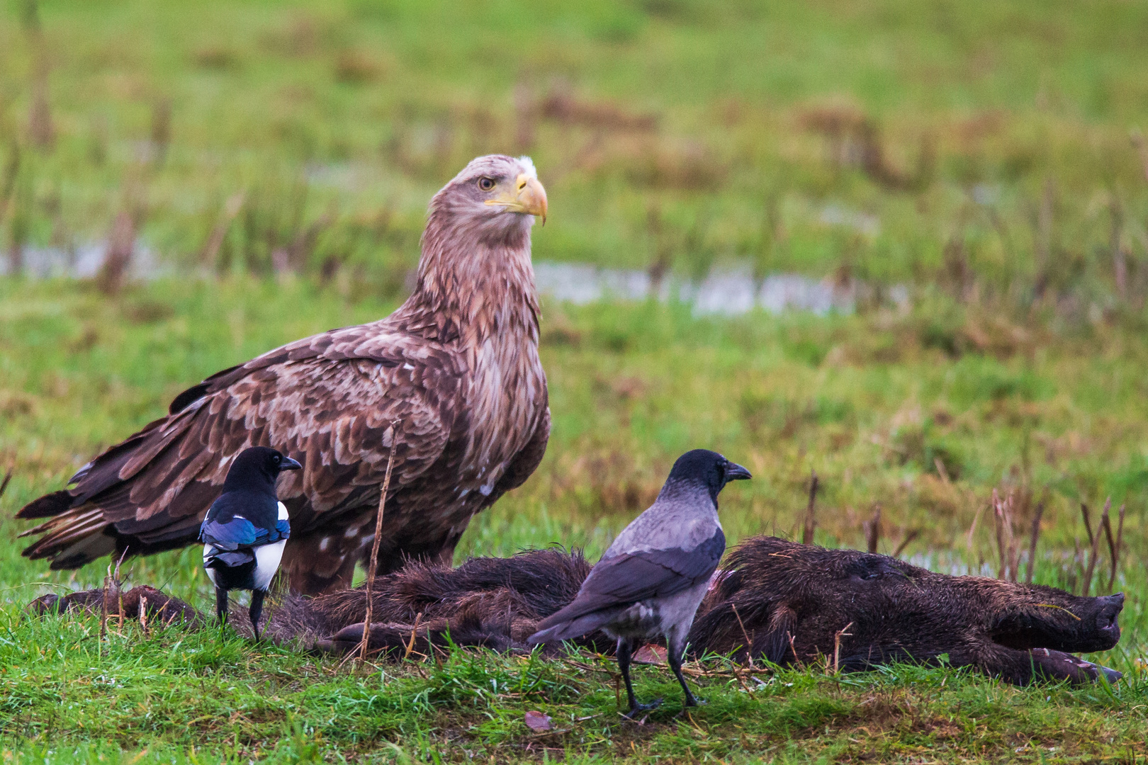 Seeadler mit Futterrivalen im Blick