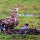 Seeadler mit Futterrivalen im Blick