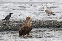 Seeadler mit Gefolge