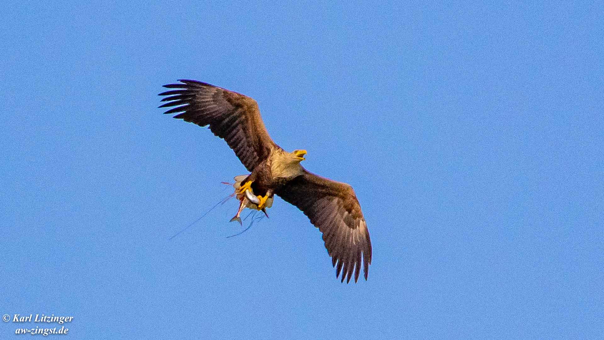 Seeadler mit Hornhecht.