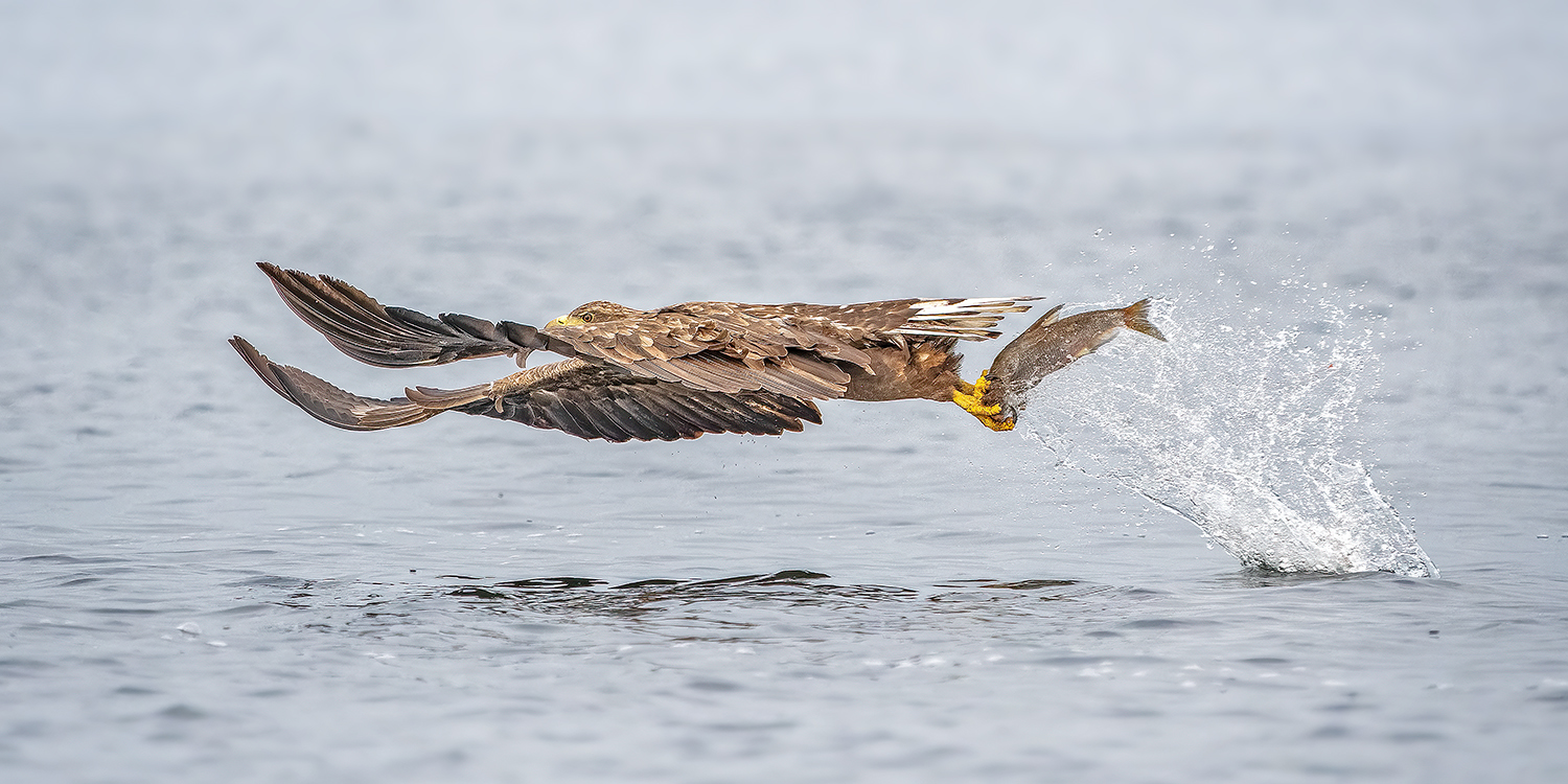 Seeadler mit Jagdglück