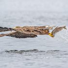 Seeadler mit Jagdglück